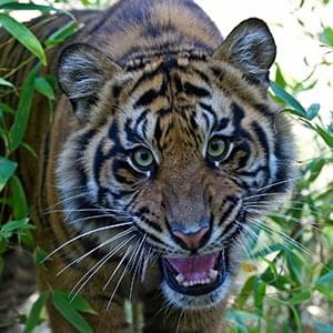 San Diego Zoo Safari Park